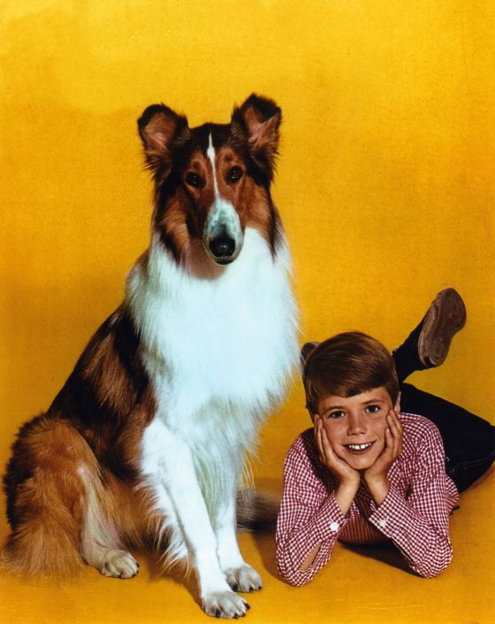 Lassie
