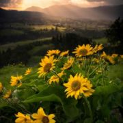 Sunshine