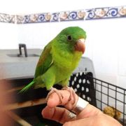 RESCUE BIRD