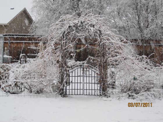 Snow Garden