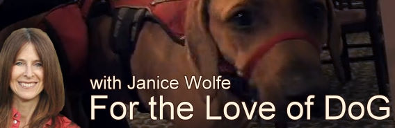 For the Love of Dog with Janice Wolfe